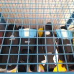 Racing Club Chivilcoy